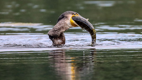 Cormorant-pike 16Sep2021