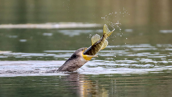 Cormorant-pike 16Sep2021