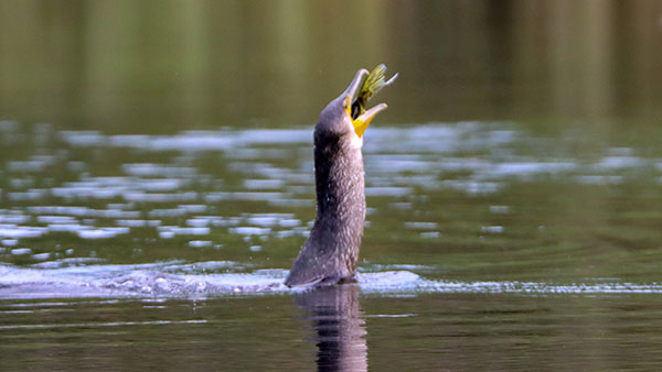 Cormorant-pike 16Sep2021