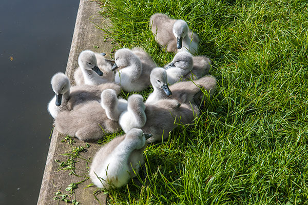 2022 batch of 9 cygnets - 21st May 2022